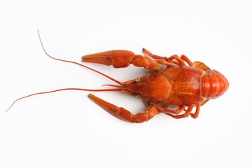 Delicious boiled crayfish isolated on white, top view