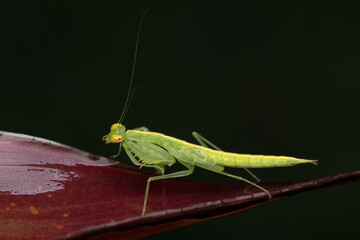 Green Translucent mantis (Tripidomantis tenera) Iridopterygidae sitting on an ornamental plant leaf