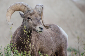 Bighorn