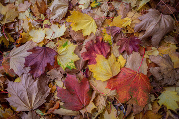 Autumn leaves lying on ground