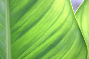 Green Leaf