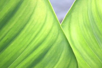 Green Leaf