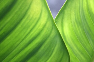 Green Leaf
