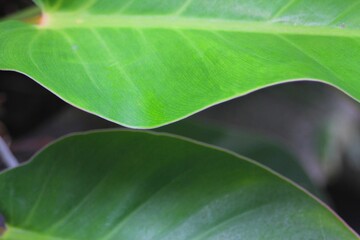 Green Leaf