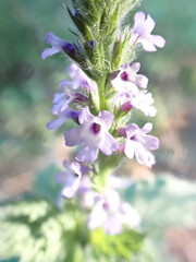 lilac flowers on the background