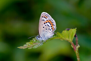 ヒメシジミの雌（北海道・上川町）