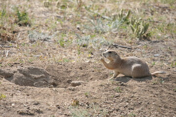 Prairie Dog Holding Food In Paw