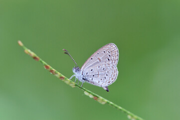 ホリイコシジミ（沖縄県・石垣島）