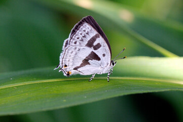 ミズイロオナガシジミ（北海道・鶴居村）