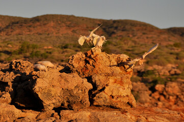 Corella cockatoos landing on a rocks at the cliff edge