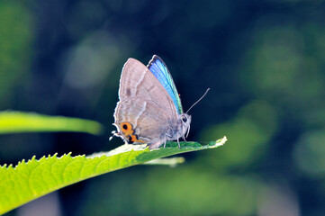 メスアカミドリシジミの雄（北海道・知床）