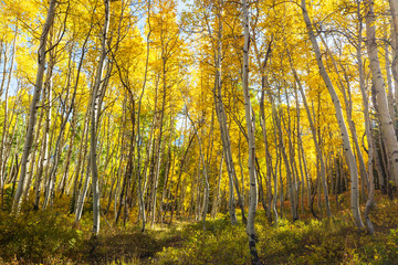 Autumn forest