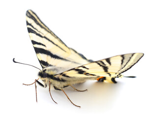 Fototapeta na wymiar Swallowtail (Papilio machaon) isolated.