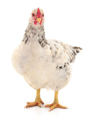white hen isolated.