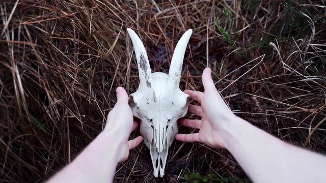 POV of a man grabbing a goat's skull.
