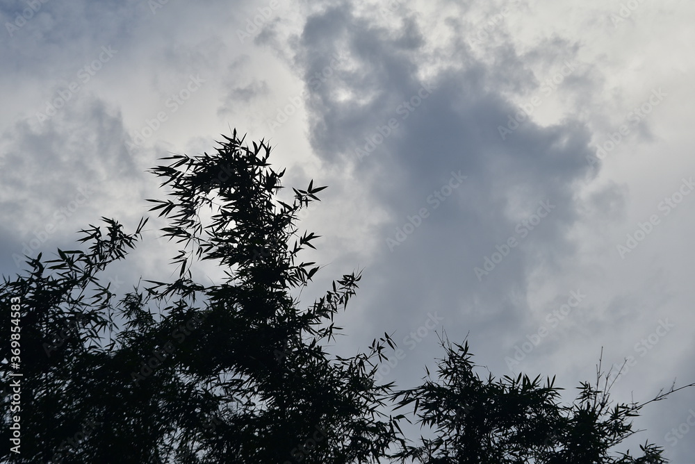 Wall mural Cloudy sky and trees