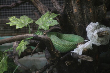 hidden snake