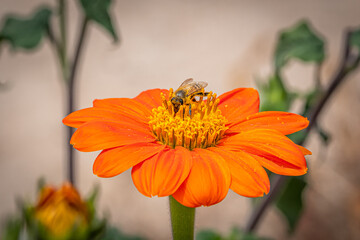 Orange Flower Macro Yellow Center  with Honeybee in Sunshine Garden