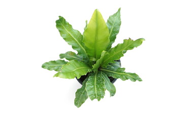 Bird's nest fern isolated on white background