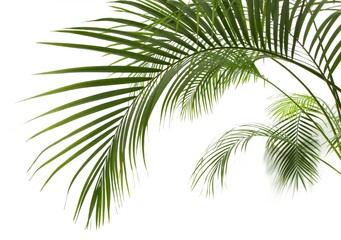 Coconut palm leaves