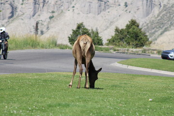 Yellowstone elk