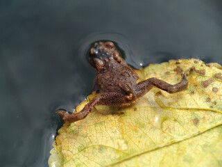 frog on leaf