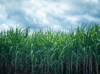 Corn field growing up in farming plant. Agricultural landscape of corn farm in Thailand.