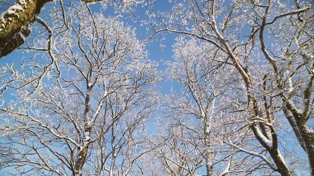 Spectacular winter scene looking up at top of dormant trees covered with white snow against bright blue sunny sky day, low vantage pan