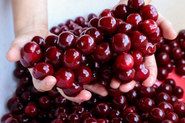  Ripe cherries are lying on your hands, close-up, side view