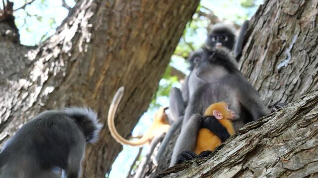 Group of monkeys sitting on tree in the forest, The golden yellow childhood monkey and other Dusky leaf monkey ( Spectacled langur ) at Prachuap Khiri Khan Province, Thailand