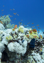 Colorful coral reef at the bottom of tropical sea, hard and soft coral, shoal of anthias fishes, underwater landscape