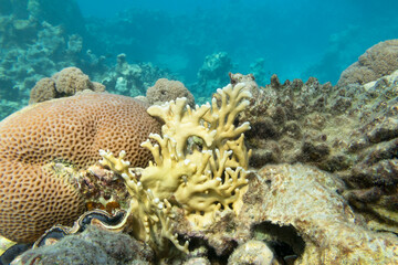 Naklejka na ściany i meble Colorful coral reef at the bottom of tropical sea, yellow fire coral, underwater landscape