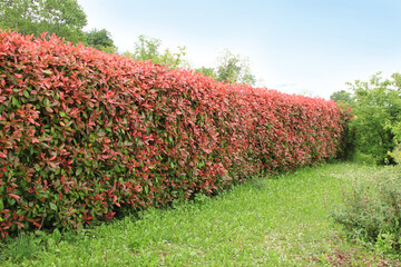 Red leaves of Red Robin Photinia bush . Photinia x fraseri in the garden 

