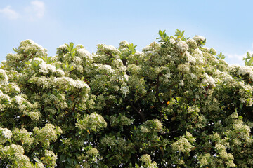 Pyracantha bush with white flowers against blue sky. Firethorn in bloom in summer