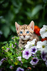 Naklejka na ściany i meble A cute kitten among flowers. Purebred bengal kitten with petunia.