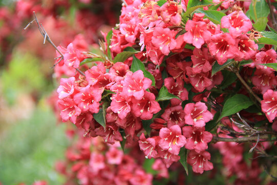 Close-up of  Weigelia or Weigela bush in bloom on springtime. Weigelia pink flowers on branch