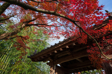 京都　光悦寺の紅葉