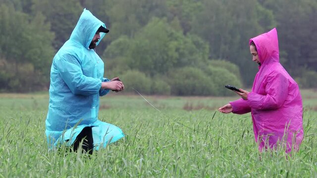 Plant experts predict the extent of damage to fallen wheat crops after a hurricane, make a trial analysis in a tablet during rain, against a background of greenery. The concept of ecology, bioproduct