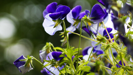 可愛いビオラの花がいっぱい！