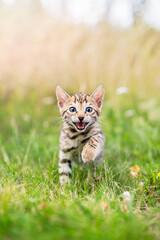 Naklejka na ściany i meble Bengal kitten outdoors in the grass