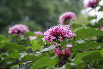 地中海沿岸から日本にやってきたオレガノ（ハナハッカ）の花