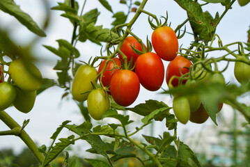 家庭菜園ですくすく育つミニトマト「アイコ」