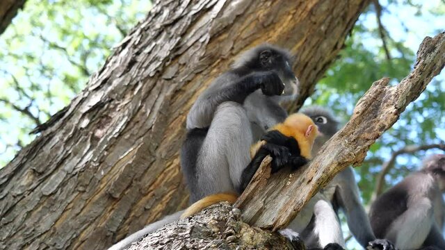 Group of monkeys sitting on tree in the forest, The golden yellow childhood monkey and other Dusky leaf monkey ( Spectacled langur ) at Prachuap Khiri Khan Province, Thailand