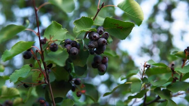 fruit bushes of Saskatoon berries inky hue, as the source for design. Pacific serviceberry, western serviceberry on the branches