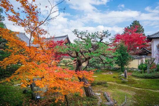 鹿王院 Photos Royalty Free Images Graphics Vectors Videos Adobe Stock