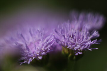 macro shot of tiny purple flower