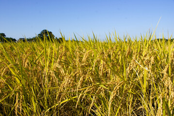 たわわに実った稲の田んぼは豊かな日本の田園風景