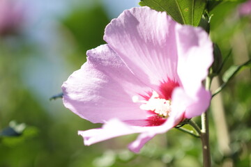 pink hibiscus in natural lighting