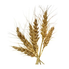 Three white spikelets of wheat on a white background