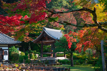京都　三室戸寺の鐘楼と紅葉